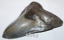 MEGALODON Shark Tooth Fossil No Repair Natural 5.63 HUGE MUSEUM QUALITY