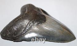 MEGALODON Shark Tooth Fossil No Repair Natural 5.63 HUGE MUSEUM QUALITY