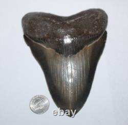 MEGALODON Shark Tooth Fossil No Repair Natural 5.63 HUGE MUSEUM QUALITY