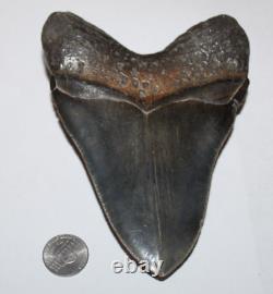 MEGALODON Shark Tooth Fossil No Repair Natural 5.63 HUGE MUSEUM QUALITY