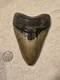 Megalodon Shark Tooth Fossil No Repair Natural 5.7740 Huge