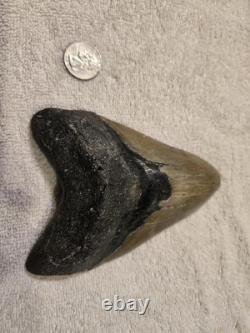 MEGALODON Shark Tooth Fossil No Repair Natural 5.7740 huge