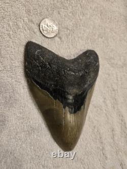 MEGALODON Shark Tooth Fossil No Repair Natural 5.7740 huge