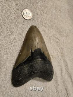 MEGALODON Shark Tooth Fossil No Repair Natural 5.7740 huge