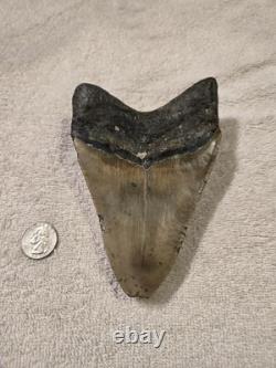 MEGALODON Shark Tooth Fossil No Repair Natural 5.7740 huge