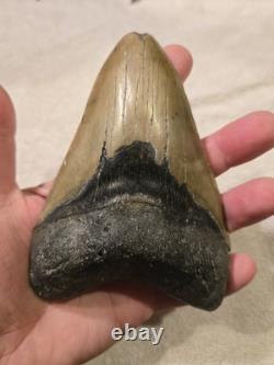 MEGALODON Shark Tooth Fossil No Repair Natural 5.7740 huge