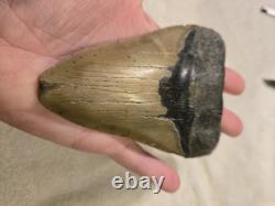 MEGALODON Shark Tooth Fossil No Repair Natural 5.7740 huge
