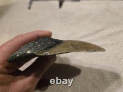 MEGALODON Shark Tooth Fossil No Repair Natural 5.7740 huge
