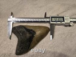 MEGALODON Shark Tooth Fossil No Repair Natural 5.7740 huge