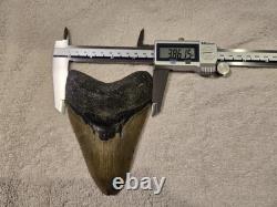 MEGALODON Shark Tooth Fossil No Repair Natural 5.7740 huge