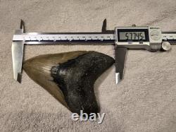 MEGALODON Shark Tooth Fossil No Repair Natural 5.7740 huge