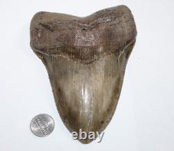 MEGALODON Shark Tooth Fossil No Repair Natural 5.83 HUGE COMMERCIAL GRADE