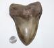 Megalodon Shark Tooth Fossil No Repair Natural 5.83 Huge Commercial Grade