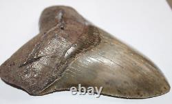 MEGALODON Shark Tooth Fossil No Repair Natural 5.83 HUGE COMMERCIAL GRADE