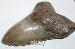 MEGALODON Shark Tooth Fossil No Repair Natural 5.83 HUGE COMMERCIAL GRADE