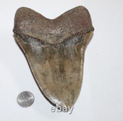MEGALODON Shark Tooth Fossil No Repair Natural 5.83 HUGE COMMERCIAL GRADE
