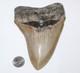 Megalodon Shark Tooth Fossil No Repair Natural 5.83 Huge Commercial Grade Tooth