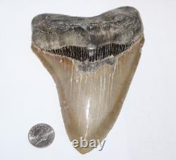 MEGALODON Shark Tooth Fossil No Repair Natural 5.83 HUGE COMMERCIAL GRADE TOOTH