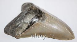MEGALODON Shark Tooth Fossil No Repair Natural 5.83 HUGE COMMERCIAL GRADE TOOTH