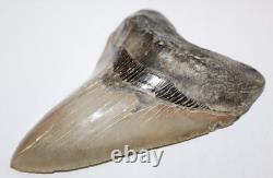 MEGALODON Shark Tooth Fossil No Repair Natural 5.83 HUGE COMMERCIAL GRADE TOOTH