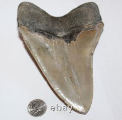 MEGALODON Shark Tooth Fossil No Repair Natural 5.83 HUGE COMMERCIAL GRADE TOOTH