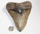 Megalodon Shark Tooth Fossil No Repair Natural 5.95 Huge Beautiful Tooth