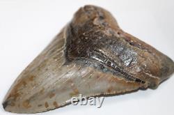 MEGALODON Shark Tooth Fossil No Repair Natural 5.95 HUGE BEAUTIFUL TOOTH