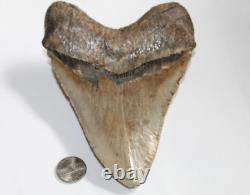 MEGALODON Shark Tooth Fossil No Repair Natural 5.95 HUGE BEAUTIFUL TOOTH