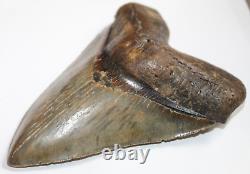 MEGALODON Shark Tooth Fossil No Repair Natural 5.95 HUGE MUSEUM QUALITY