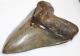 Megalodon Shark Tooth Fossil No Repair Natural 5.95 Huge Museum Quality