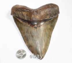 MEGALODON Shark Tooth Fossil No Repair Natural 5.95 HUGE MUSEUM QUALITY