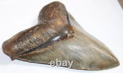 MEGALODON Shark Tooth Fossil No Repair Natural 5.95 HUGE MUSEUM QUALITY