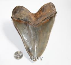 MEGALODON Shark Tooth Fossil No Repair Natural 5.95 HUGE MUSEUM QUALITY