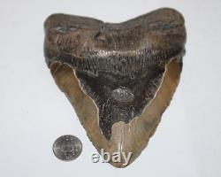 MEGALODON Shark Tooth Fossil No Repair Natural 5.98 HUGE BEAUTIFUL TOOTH