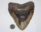 Megalodon Shark Tooth Fossil No Repair Natural 5.98 Huge Beautiful Tooth