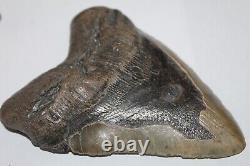 MEGALODON Shark Tooth Fossil No Repair Natural 5.98 HUGE BEAUTIFUL TOOTH