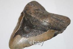 MEGALODON Shark Tooth Fossil No Repair Natural 5.98 HUGE BEAUTIFUL TOOTH