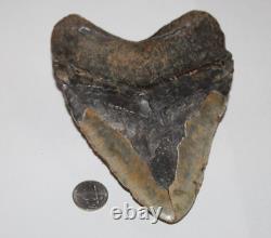 MEGALODON Shark Tooth Fossil No Repair Natural 5.98 HUGE BEAUTIFUL TOOTH