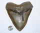 Megalodon Shark Tooth Fossil No Repair Natural 6.04 Huge Beautiful Tooth