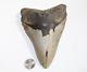 Megalodon Shark Tooth Fossil No Repair Natural 6.04 Huge Beautiful Tooth