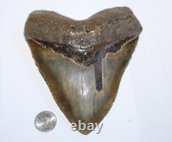 MEGALODON Shark Tooth Fossil No Repair Natural 6.04 HUGE BEAUTIFUL TOOTH