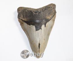 MEGALODON Shark Tooth Fossil No Repair Natural 6.04 HUGE BEAUTIFUL TOOTH