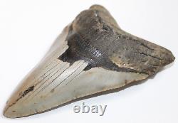 MEGALODON Shark Tooth Fossil No Repair Natural 6.04 HUGE BEAUTIFUL TOOTH