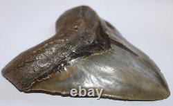 MEGALODON Shark Tooth Fossil No Repair Natural 6.04 HUGE BEAUTIFUL TOOTH