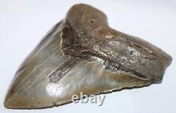 MEGALODON Shark Tooth Fossil No Repair Natural 6.04 HUGE BEAUTIFUL TOOTH