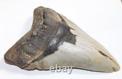 MEGALODON Shark Tooth Fossil No Repair Natural 6.04 HUGE BEAUTIFUL TOOTH