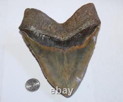 MEGALODON Shark Tooth Fossil No Repair Natural 6.04 HUGE BEAUTIFUL TOOTH