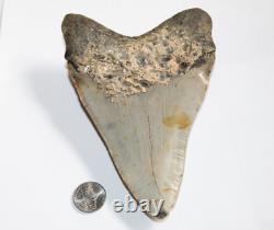 MEGALODON Shark Tooth Fossil No Repair Natural 6.04 HUGE BEAUTIFUL TOOTH