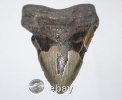 MEGALODON Shark Tooth Fossil No Repair Natural 6.18 HUGE BEAUTIFUL TOOTH