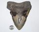 Megalodon Shark Tooth Fossil No Repair Natural 6.18 Huge Beautiful Tooth